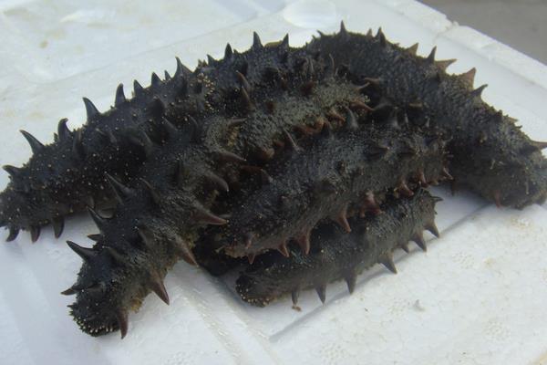 野生海參和養殖海參的區別是什么？