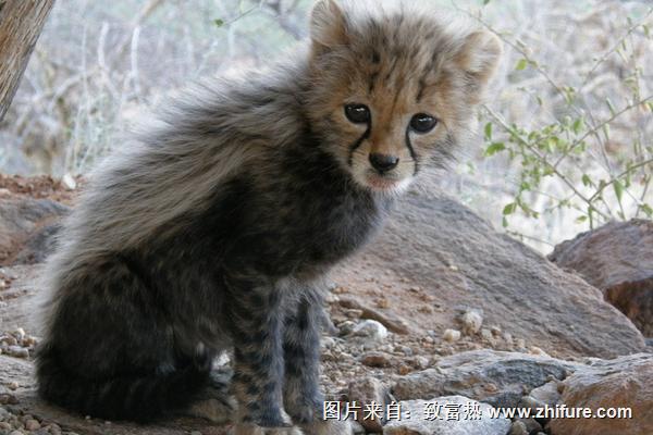 果子貍圖片大全