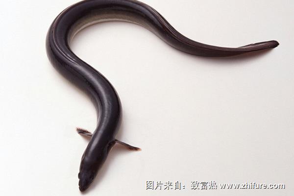 鰻魚的家常做法大全