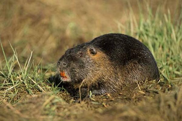 海貍鼠圖片大全