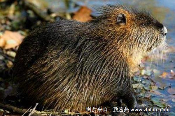 海貍鼠圖片大全