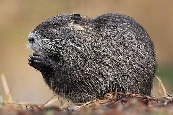 海貍鼠圖片大全