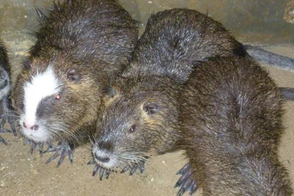 海貍鼠圖片大全