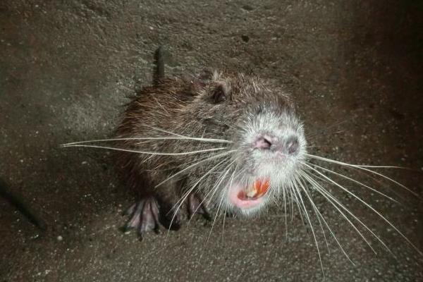 海貍鼠圖片大全