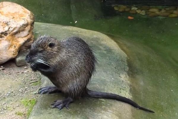 海貍鼠圖片大全