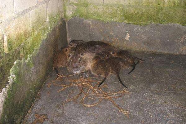 海貍鼠圖片大全