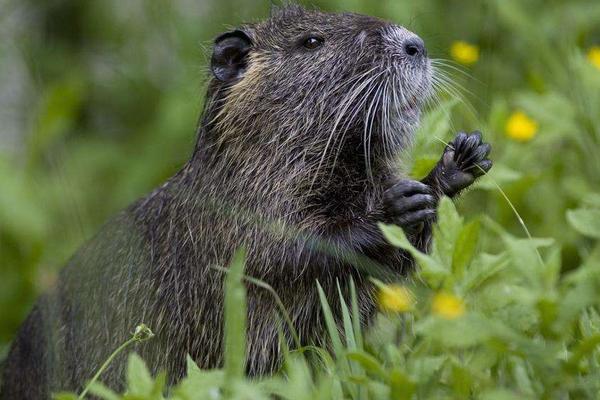 海貍鼠圖片大全
