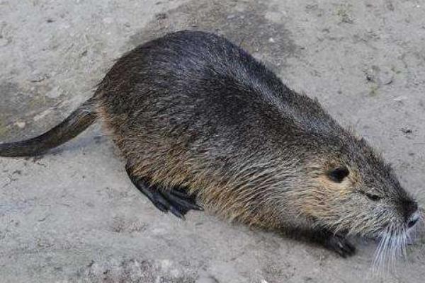 海貍鼠圖片大全