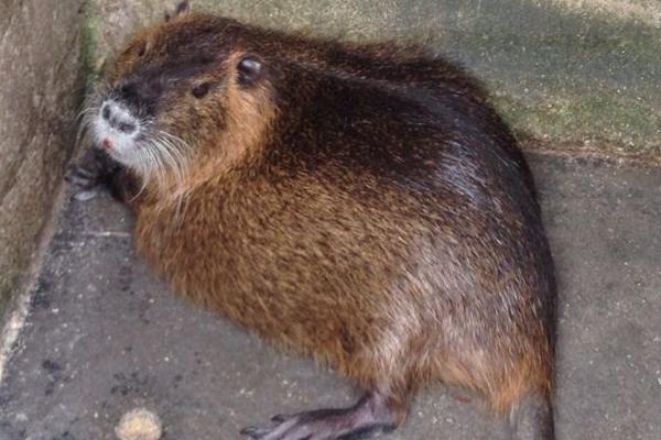 海貍鼠圖片大全