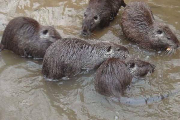 海貍鼠圖片大全