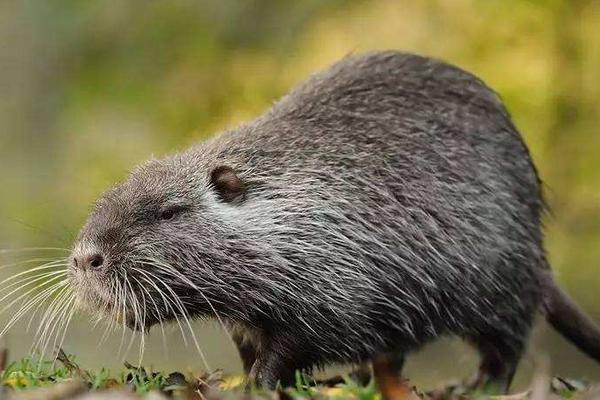 海貍鼠圖片大全