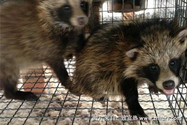 貉子肉價格多少錢一斤?