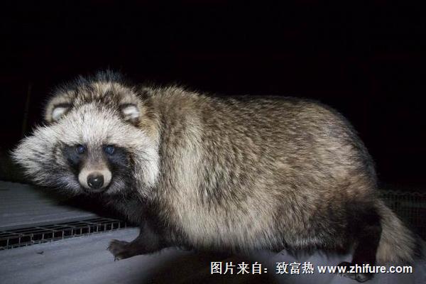 貉子多少錢一只？