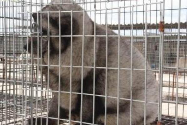 貉子多少錢一只？