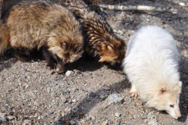 貉子多少錢一只？