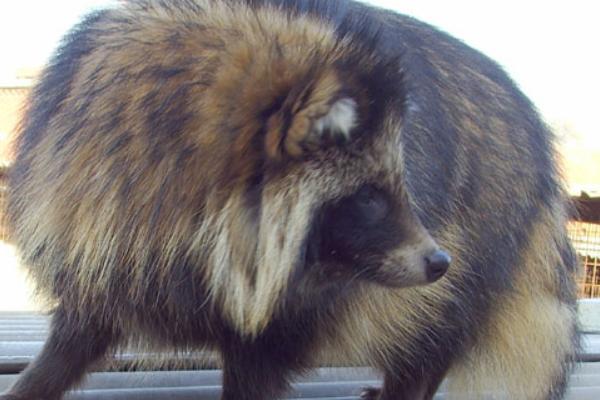 貉子多少錢一只？