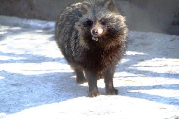 貉子多少錢一只？