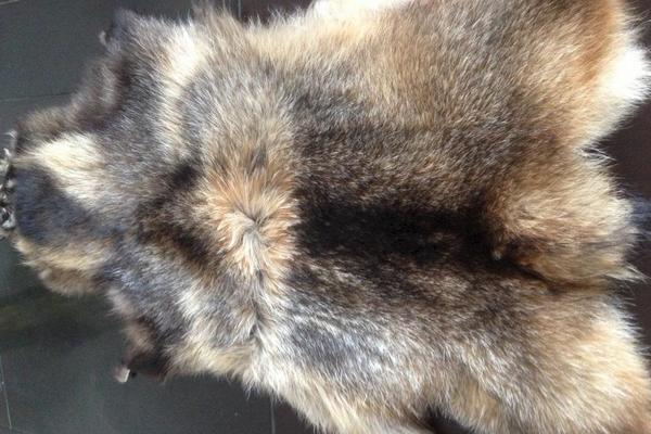 貉子多少錢一只？