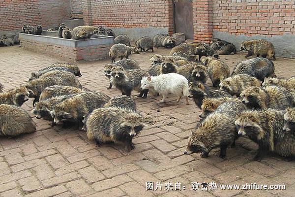 貉子肉能吃嗎？