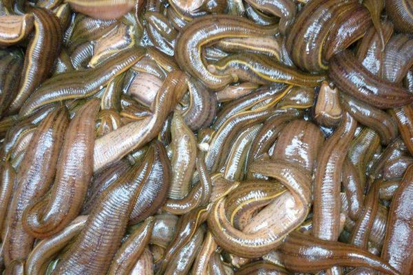 水蛭養殖池的建造圖片