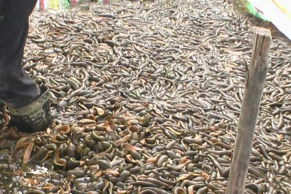 水蛭養殖池的建造圖片