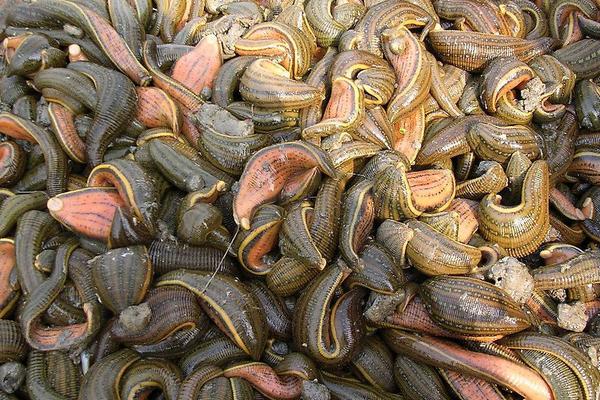 水蛭養殖池的建造圖片