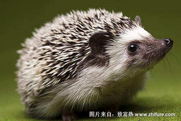 刺猬的功效與作用及禁忌