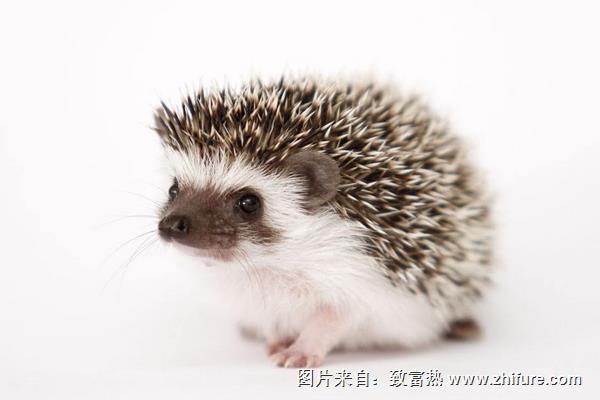 刺猬是保護動物嗎?