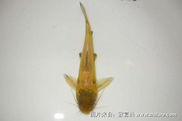 黃顙魚圖片大全