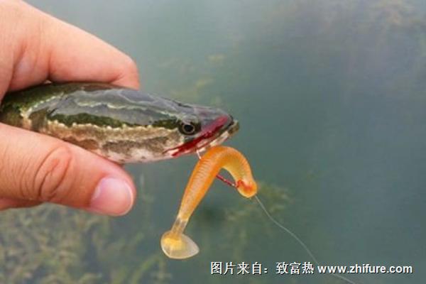 釣黑魚(yú)用什么餌？