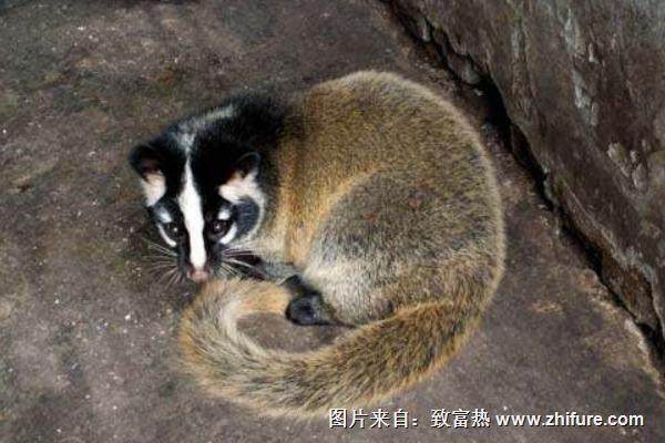 果子貍價(jià)格多少錢一斤？