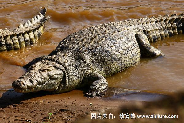 鱷魚菜譜有哪些？