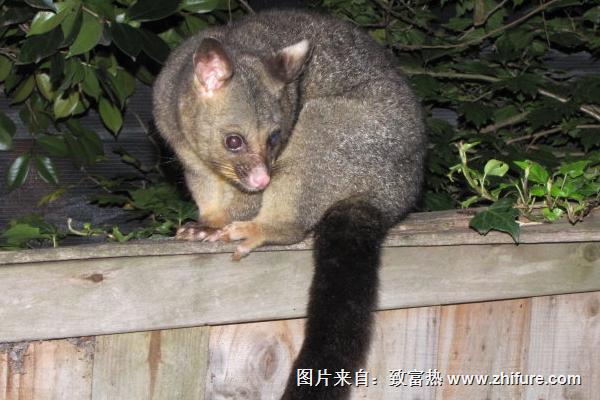 孕婦可以吃果子貍嗎？