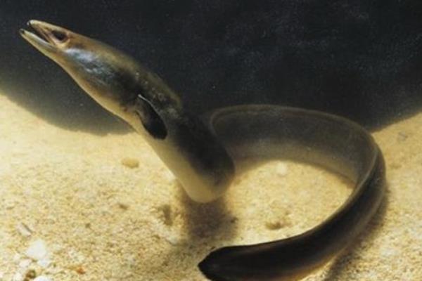 鰻魚價格多少錢一斤？