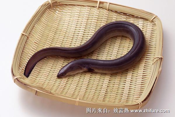 鰻魚價格多少錢一斤？