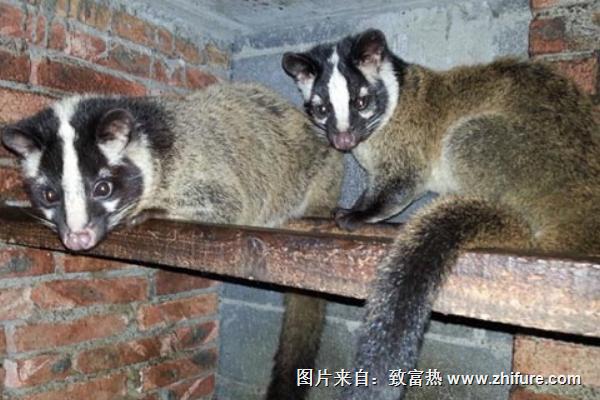 果子貍的營(yíng)養(yǎng)價(jià)值及功效與作用