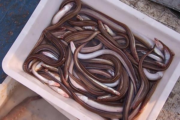 鰻魚價格多少錢一斤？