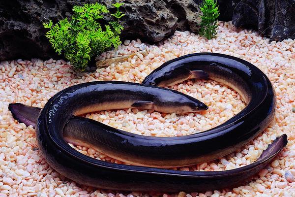 鰻魚價格多少錢一斤？