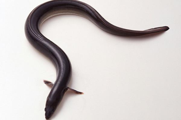 鰻魚價格多少錢一斤？