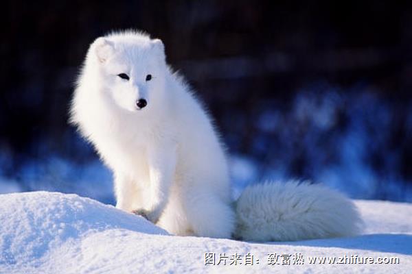 夢見狐貍代表什么意思?