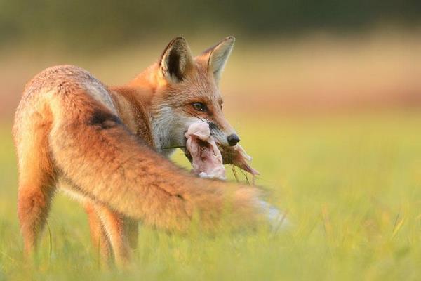夢見狐貍代表什么意思?