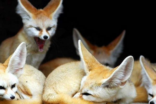 夢見狐貍代表什么意思?