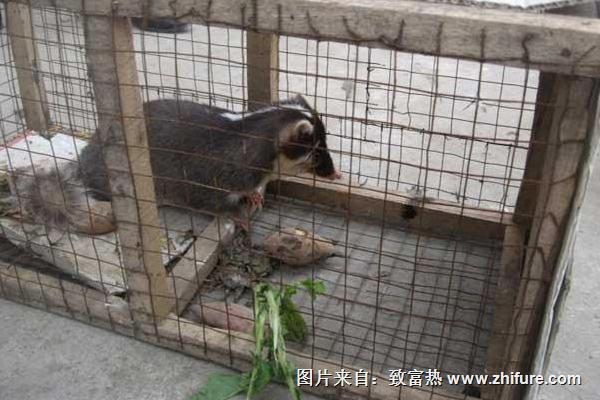 果子貍吃什么食物飼料？