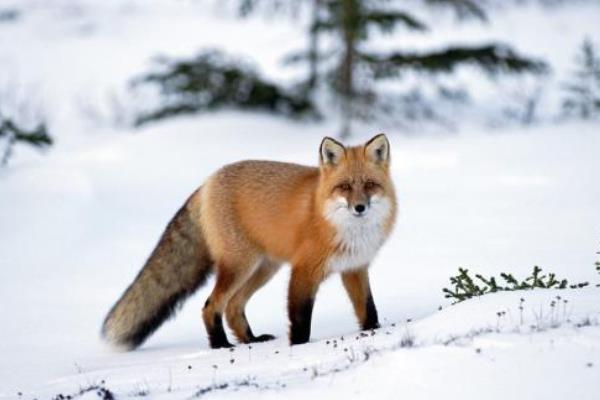 夢見狐貍代表什么意思?