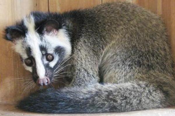 果子貍吃什么食物飼料？