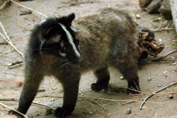 果子貍吃什么食物飼料？
