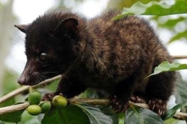 果子貍吃什么食物飼料？