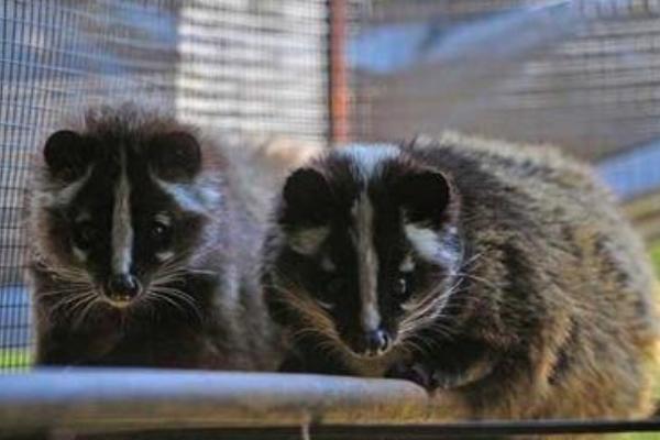 果子貍吃什么食物飼料？