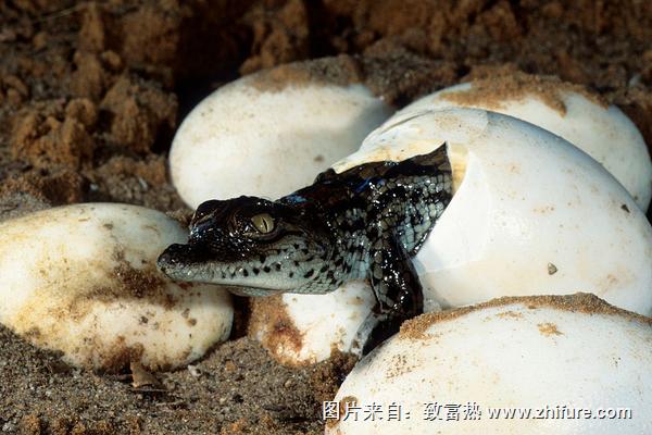 鱷魚蛋的營養價值與功效作用