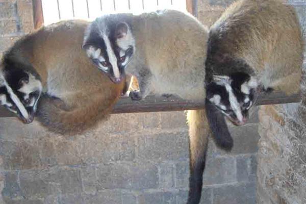 果子貍吃什么食物飼料？